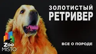Золотистый Ретривер - Все о породе