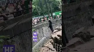 Chinese zoo denies that its bears are actually humans dressed in costumes 