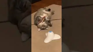 милый котик мем тикток 36