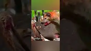Львы нападают на грифов 