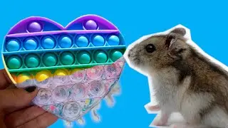 POP IT ЭКСПЕРИМЕНТЫ** ХОМЯЧКИ НА ПОЗИТИВЕ** ДЕЛАЕМ ПОП ИТ МАРМЕЛАДКИ и ПОП ЛЕДЫШКИ