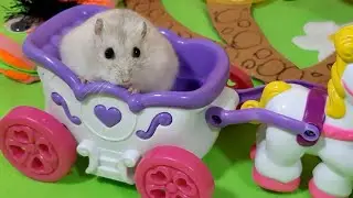 ПЕЧЕНЮШКА ПРИВИДЕНИЕ** ХОМЯЧКИ ИЩУТ НОВЫХ ДРУЗЕЙ