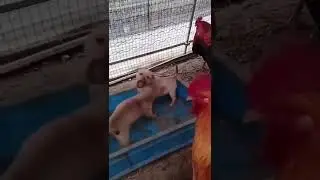 Куры устраивают незаконные собачьи бои