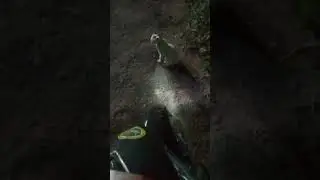Anak kucing putih  bikin gemes #cat #anakkucinglucu #shorts #kucinglucu #kitten
