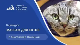 Массаж для котов | Школа Мастеров Массажа