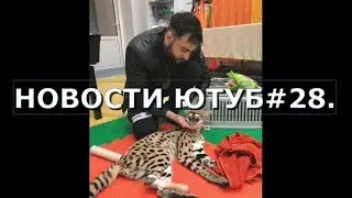 ПОЧЕМУ КОТ АФОНИ ПО КЛИЧКИ ГУЧИ ОТГРЫЗ НЕСКОЛЬКО ПАЛЬЦЕВ./СМОЖЕТ ЛИ КОТ АФОНИ ПО КЛИЧКЕ ГУЧИ ХОДИТЬ.