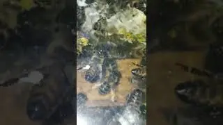 Пчёлы шуршат