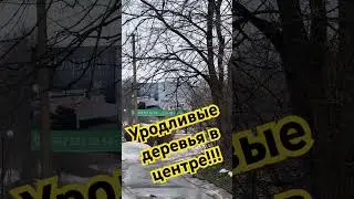 Уродливые деревья в центре Вязьмы. Как сделать город с красивыми насаждениями? #вязьма