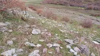 охота кеклики