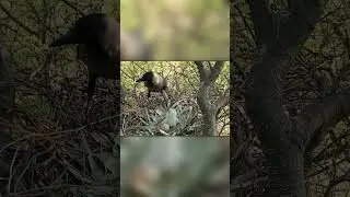 Ворона Напала На Гнездо Орла