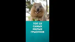 Топ 10 самых милых грызунов 