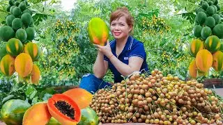 Harvest Lemon Garden And Ripe Papaya Going To The Market - Taking Care of the Spring Garden