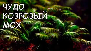 ФИССИДЕНС НОБИЛИС ГРИФ. fissidens nobilis griff. СЕКРЕТЫ ВЫРАЩИВАНИЯ