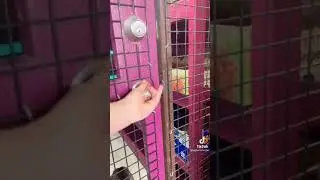Piper Rockelle TikTok