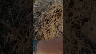 🥔 Planting and harvesting potatoes 🍠 Impala potato variety