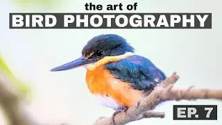 Improving your bird shots in the field? The Art of Bird Photography (Episode 7)