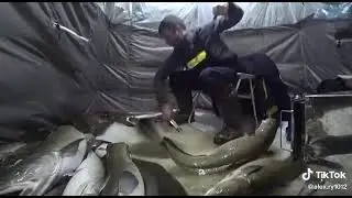 Налимы монстры! Ловля налима зимой
