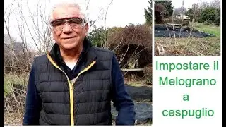 Impostare il melograno a cespuglio