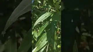 L'albero che creò l'Aspirina