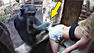 What a gorilla did to a tourist at the zoo shocked the whole world!