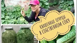 Простой способ  заквасить огурцы.Проще только съесть сырыми!| 