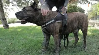 Канарский дог. Огромный, красивый и дружелюбный