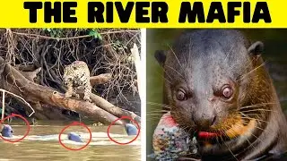 Otters Are Far More Disturbing Than You Think