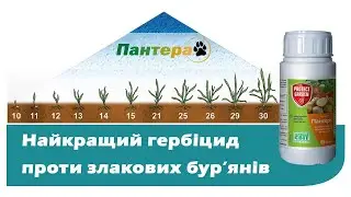 Пантера – бестселер ринку гербіцидів для картоплі та овочів