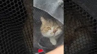 Кот стал автопутешественником 👍