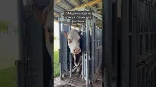 Не дойка, а недоразумение😱 