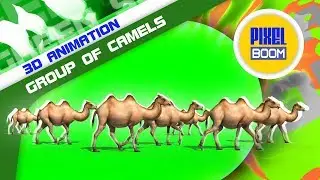 Green Screen Group of Camels in the Desert - PixelBoom 3D Animations