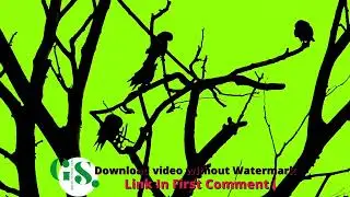 Crow on tree horror scene Lions Green Screen Video