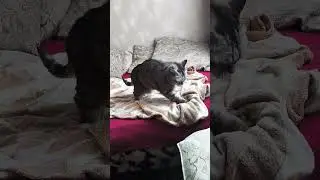 #cat #funny #funnycats #catvideos #pet #shorts