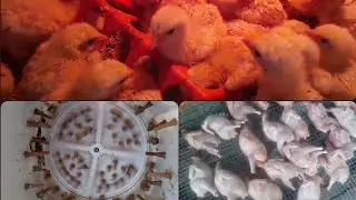 Забой перепелов в самодельной перосъёмной машинкой.