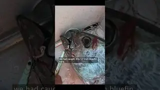 Bluefin Tuna are Crazy… 