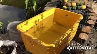 Камыш. Эксперимент с кувшинками.