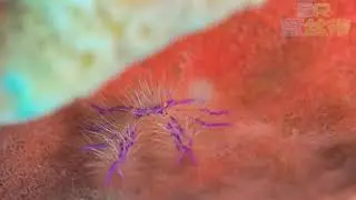 Sombrero and Kirbys - Anilao Dive Resort Site by Blue Ribbon Dive Resort