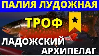 ТРОФЕЙ ПАЛИЯ ЛУДОЖНАЯ ►РУССКАЯ РЫБАЛКА 4 ► ЛАДОЖСКИЙ АРХИПЕЛАГ ► ОБНОВЛЕНИЕ🔴 Russian Fishing 4 🔴 РР4