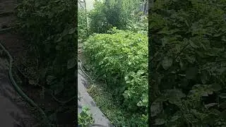 Картошка забуянила