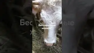 закрыли всех в сарае! 