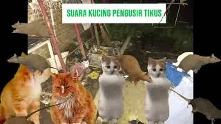 SUARA KUCING suara pengusir tikus paling ampuh