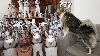 Surprising My Husky with a House Full Of Dogs For Her Birthday!