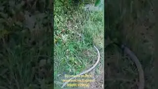 Абиссинская скважина быстрая в Челябинске