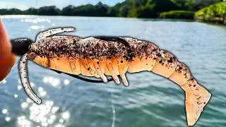 How to Rig and Fish With Ned Shrimp! Crush it Everytime