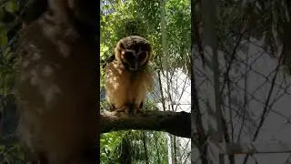 Petting Coei Owl