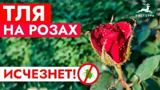 ТЛЯ НА РОЗАХ КАК БОРОТЬСЯ | ОБРАБОТКА ОТ ТЛИ | СРЕДСТВО ОТ ТЛИ И ВРЕДИТЕЛЕЙ САДА