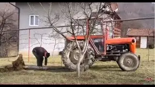 Traktor IMT 539 Cupanje panjeva 3