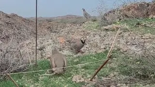 Шикори Кабк  keklik sesi  صيد كابك  Ov Kabk  Avcılık Kabk  شکار کبک  Аңшылық Кабк 2024