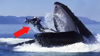 What If You Were Swallowed by a Whale？