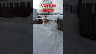 Сова во дворе.